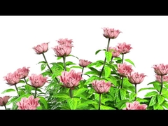 Y11 Vrouwen Smart Watch Luxury 1.32 